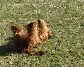 Unsere Wuschelmaus fühlt sich BRIARD-wohl