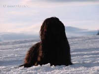 Paris, unser schwarzer Briard-Bär