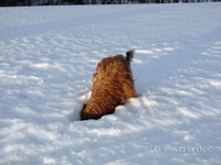 Briard auf Schatzsuche