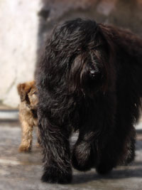 Briard groß mit Briard klein