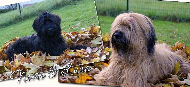 Luna & Nevio - Unsere Briards, Herbst 2009