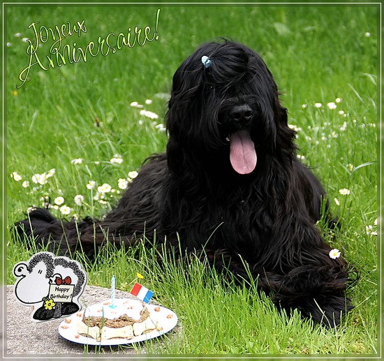 E'Névio Noir de la Tour Saint Genin - 1 year old. HAPPY BIRTHDAY LITTLE ONE!