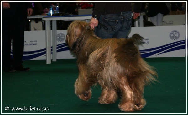 Ch. CIE Moonlight Black Bear Ally McBeal - CACIB Ljubljana II 2010