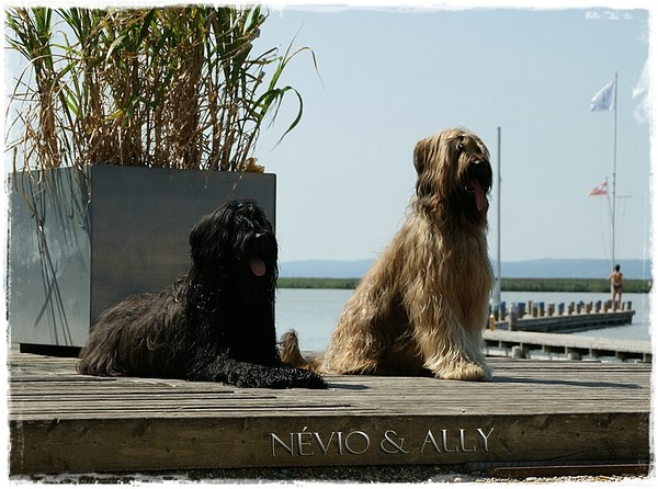 Névio und Ally nach der CACIB Bratislava - relaxen am Neusiedlersee 