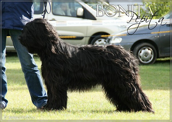 Moonlight Black Bear BONITA PEPITA (Névio x Luna) - 1 year old