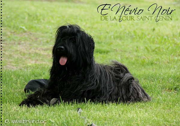 E'Nevio Noir de la Tour Saint Genin - Slowakischer Champion