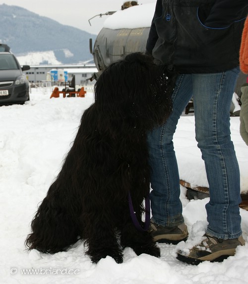 Moonlight Black Bear BONITA PEPITA