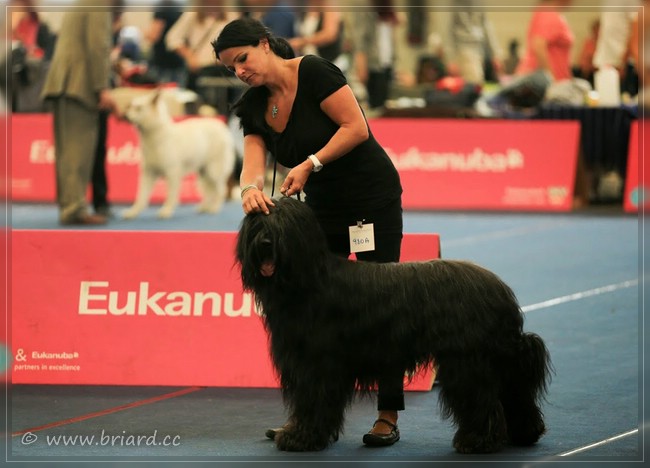 Moonlight Black Bear Big-Boss Bono (Névio x Luna)