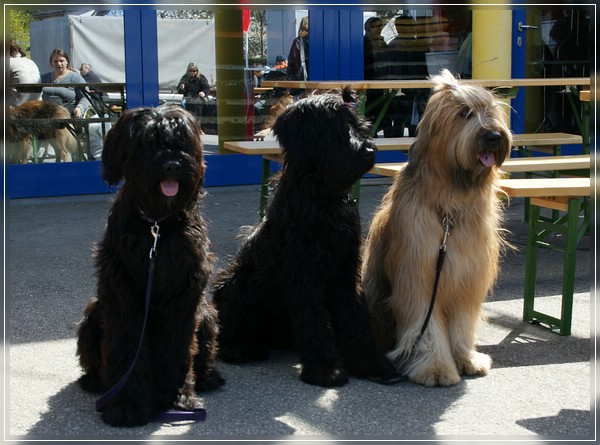 CACIB Wieselburg 2011 - Moonlight Black Bear Briards