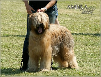 Moonlight Black Bear AMBRA BELLA