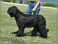 Moonlight Black Bear BONITA PEPITA