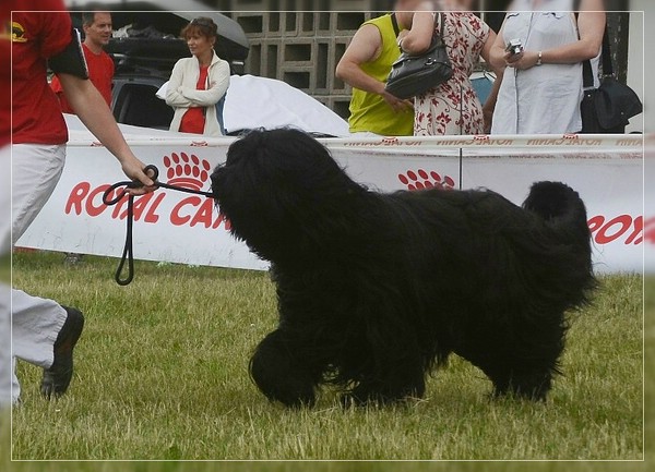 Névio bei der UEBB 2011 - mit Zsófi im Ring