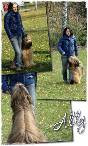 Working Briard Ally McBeal