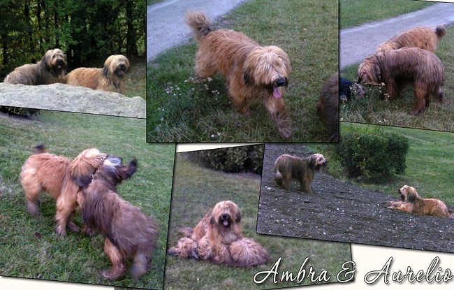 Briard-Geschwister: Ambra & Aurelio, 18 Monate alt