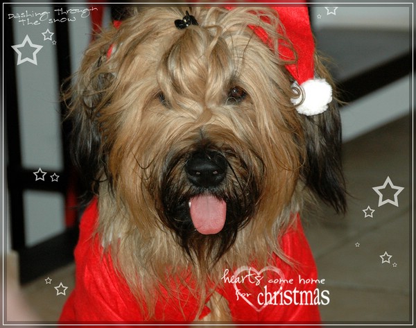 Weihnachtsbriard PAUL - Amerigo Vega