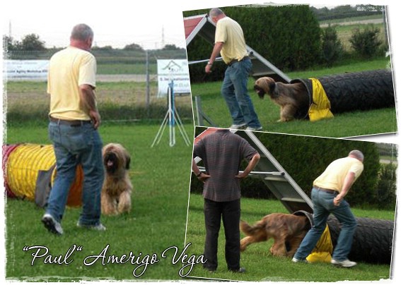 Moonlight Black Bear AMERIGO VEGA "Paul" beim Agility