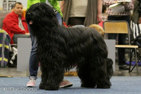 Moonlight Black Bear BLACK BARRY - Europasiegershow Dortmund 2012