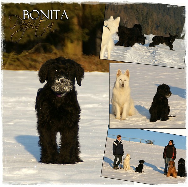 Moonlight Black Bear BONITA PEPITA